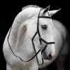 Rambo® Micklem® Original Competition Bridle + FREE Custom Brass Name Tag!