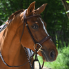 Antarès Origin Hunter Bridle with Laced Reins + FREE Custom Name Tag!