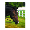 HDR Pro Single Crown Fancy Stitched Bridle + Free Name Tag
