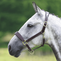 Blenheim Leather Travel Halter