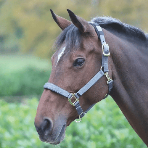 Shires Topaz Nylon Breakaway Halter
