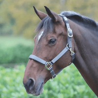 Shires Topaz Nylon Breakaway Halter