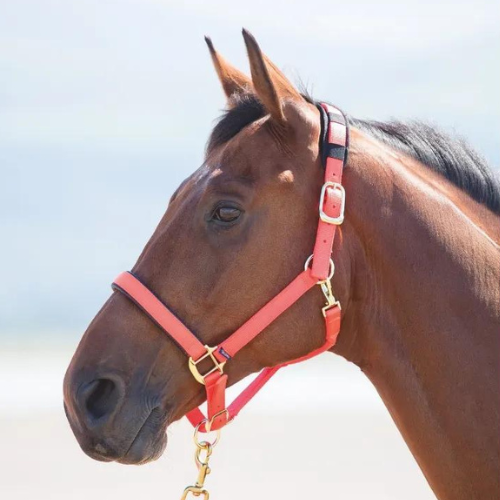Shires Topaz Nylon Breakaway Halter