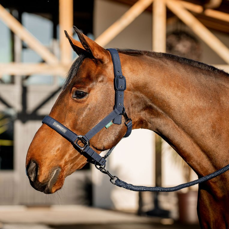 Amigo® Halter & Lead Rope Set