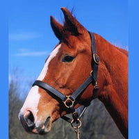 Cavalier 1
