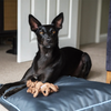 Henry Wag® Brecon Adventure Bed