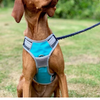Henry Wag® Travel Harness