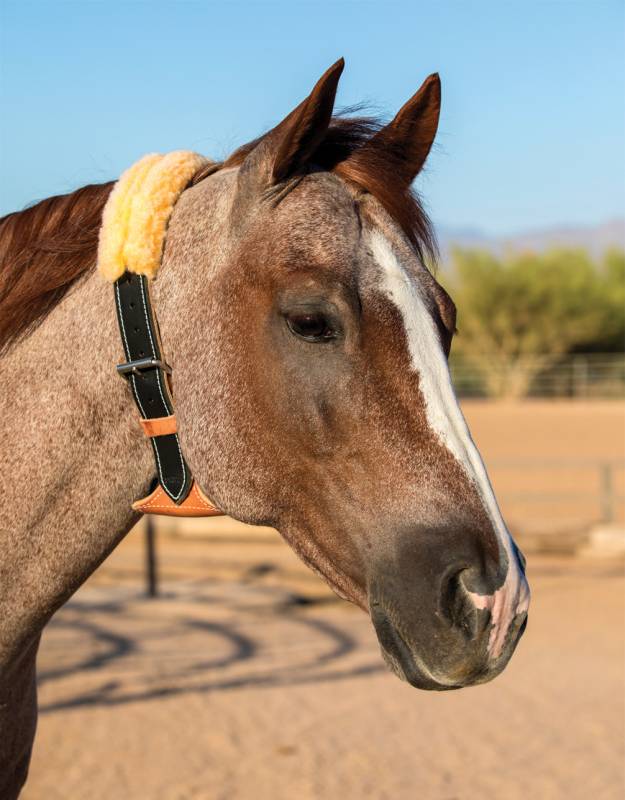 The Dare® Cribbing Collar