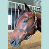 Bromont Padded Standard Halter - Havana Brown