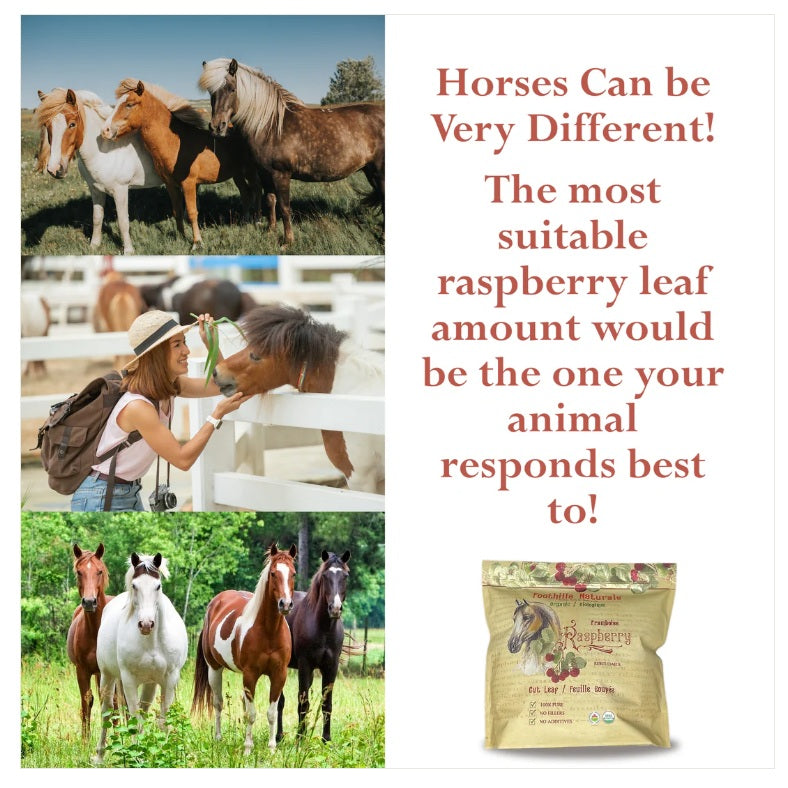Foothills Naturals "Mare Be Good" Raspberry Leaves