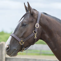 Bromont Padded Halter w/ Brass Hardware + FREE Custom Name Tag