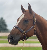 Fancy Stitched Padded Leather Halter + FREE Custom Name Tag