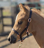 Rose Gold Leather Halter for Foals/Minis/Shetlands