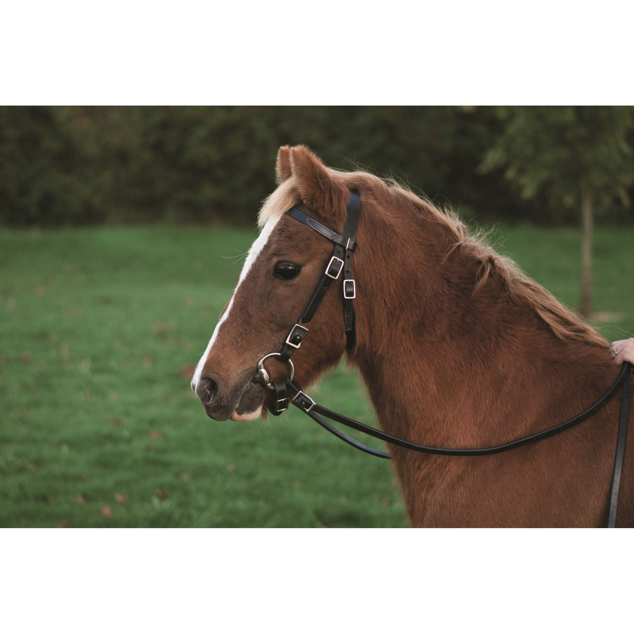 Western Rawhide Plain Pony Headstall & Reins
