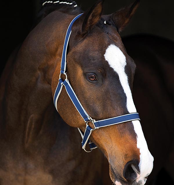Amigo® Padded Halter
