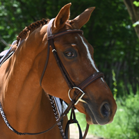 Antarès® Origin Hunter Bridle with Laced Reins + FREE Custom Name Tag!