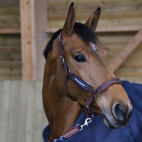 Antarès® Stressless Halter + FREE Custom Name Tag!