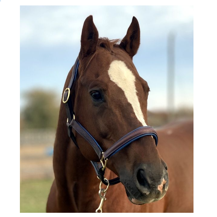 Fancy Stitched Leather Halter w/ Coloured Padding + FREE Custom Name Tag