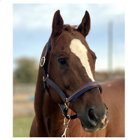 Fancy Stitched Leather Halter w/ Coloured Padding + FREE Custom Name Tag