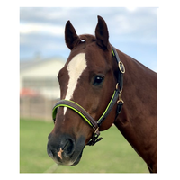 Fancy Stitched Leather Halter w/ Coloured Padding + FREE Custom Name Tag