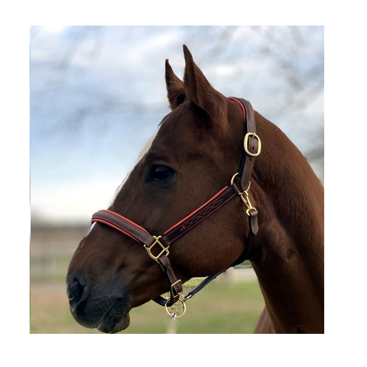 Fancy Stitched Leather Halter w/ Coloured Padding + FREE Custom Name Tag