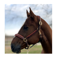 Fancy Stitched Leather Halter w/ Coloured Padding + FREE Custom Name Tag