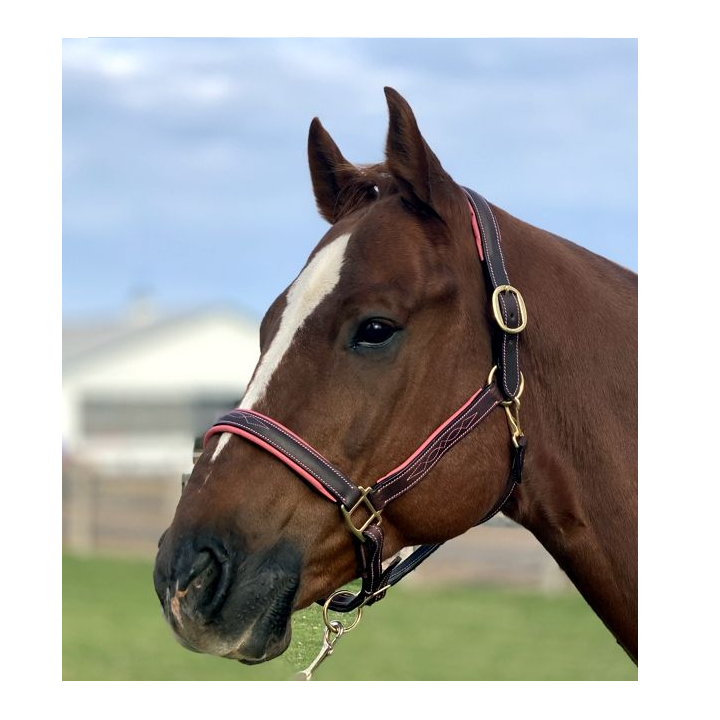 Fancy Stitched Leather Halter w/ Coloured Padding + FREE Custom Name Tag