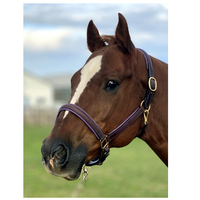 Fancy Stitched Leather Halter w/ Coloured Padding + FREE Custom Name Tag