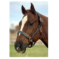 Fancy Stitched Leather Halter w/ Coloured Padding + FREE Custom Name Tag
