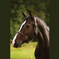 HDR Pro Stress Free Fancy Stitched Padded Halter + FREE Custom Name Tag