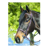 HDR Advantage Square Raised Bridle with Reins + Free Name Tag