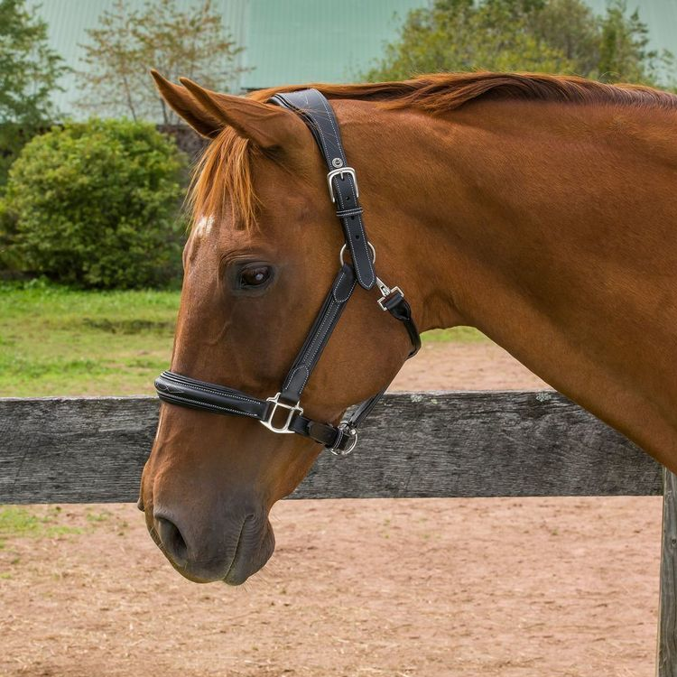 HDR Pro Stress Free Fancy Stitched Padded Halter + FREE Custom Name Tag