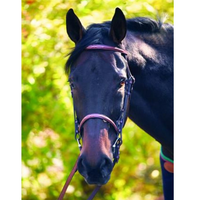 HDR Advantage Raised Fancy Stitched Bridle with Reins + Free Name Tag