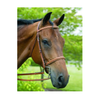 HDR Pro Raised Fancy Stitched Padded Bridle + Free Name Tag