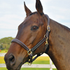 Bromont Padded Leather Halter + FREE Custom Name Tag