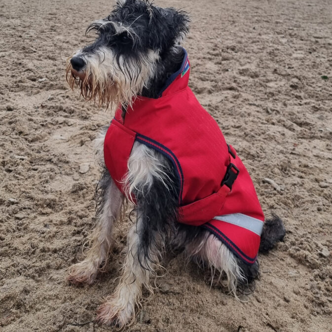 Bucas Freedom Dog Blanket 300G Fill Picov's Tack Shop