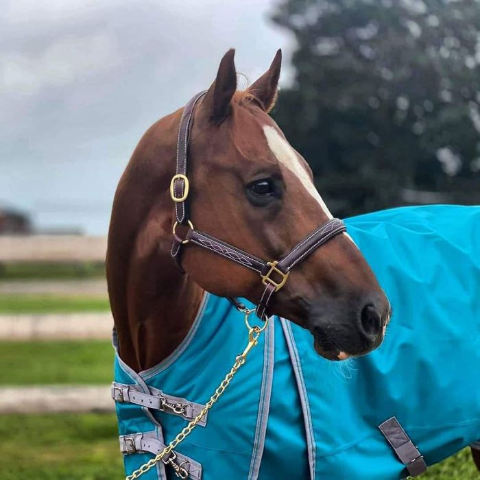 Fancy Stitched Padded Leather Halter + FREE Custom Name Tag