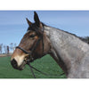 HDR Advantage Draft Bridle with Reins + Free Name Tag