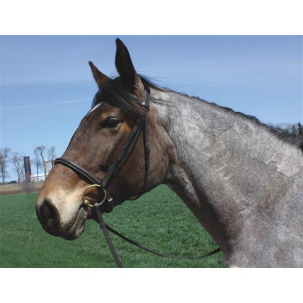 HDR Advantage Draft Bridle with Reins + Free Name Tag
