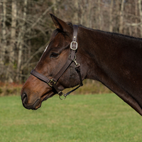 HDR Fancy Stitched Padded Halter + FREE Custom Name Tag