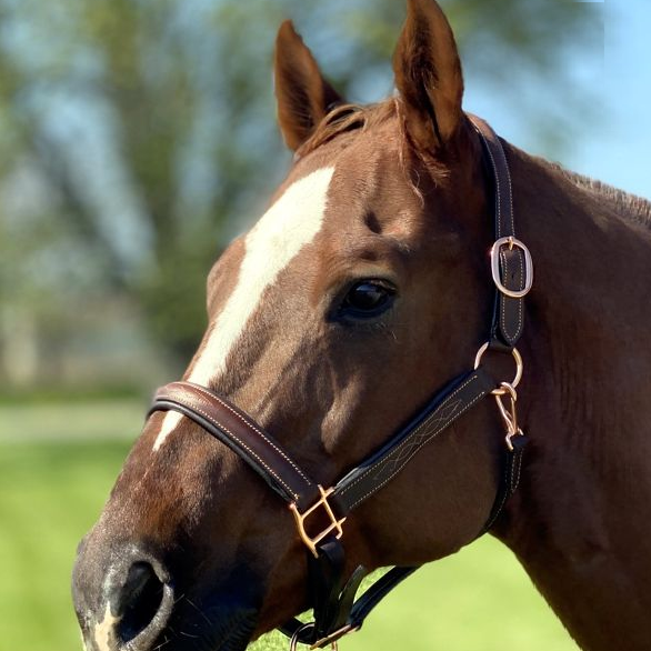 Padded Leather Halter w/ Rose Gold Hardware + FREE Custom Name Tag
