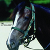 Web Halter/Bridle with Reins